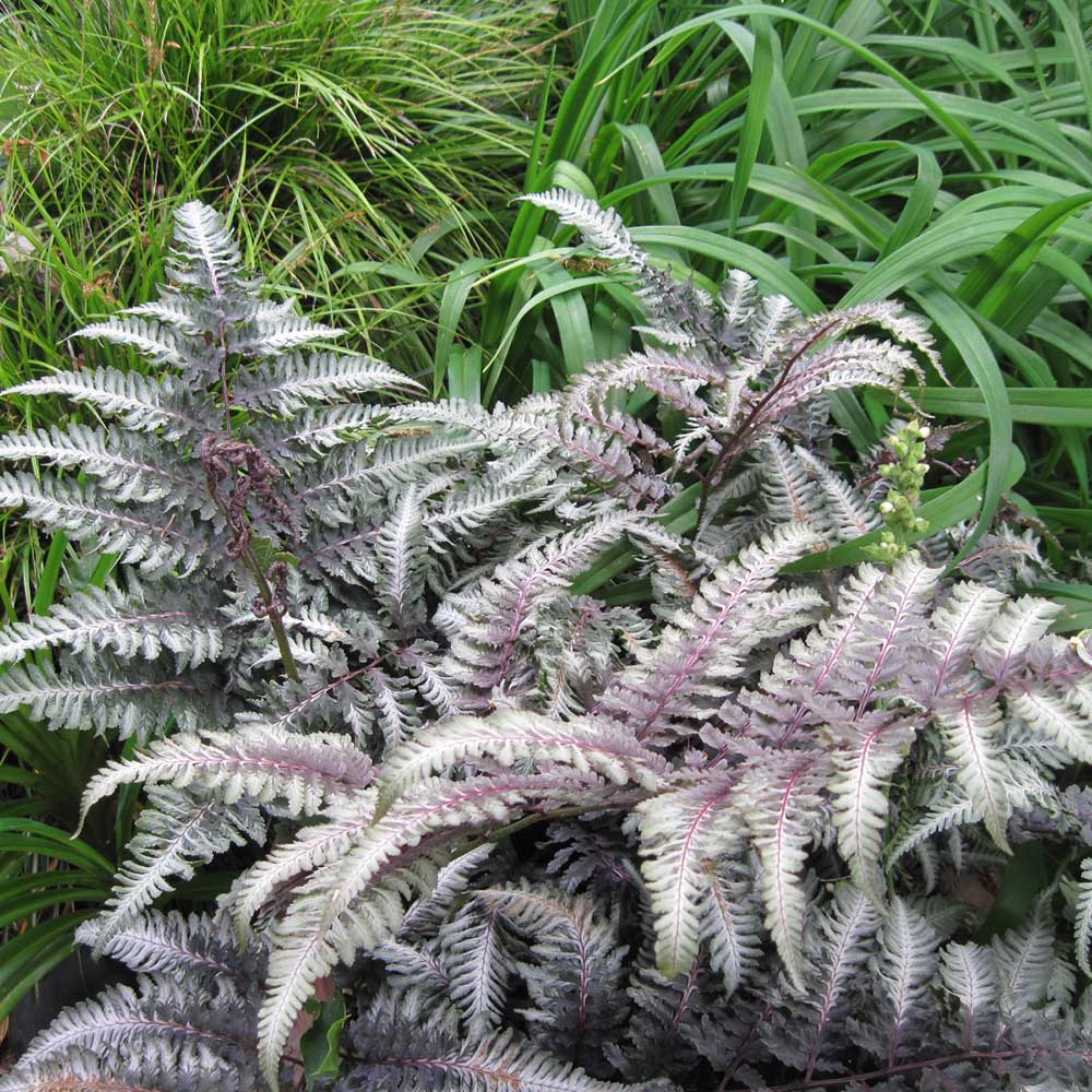 Feriga Japoneza Pictata (Athyrium) Red Beauty