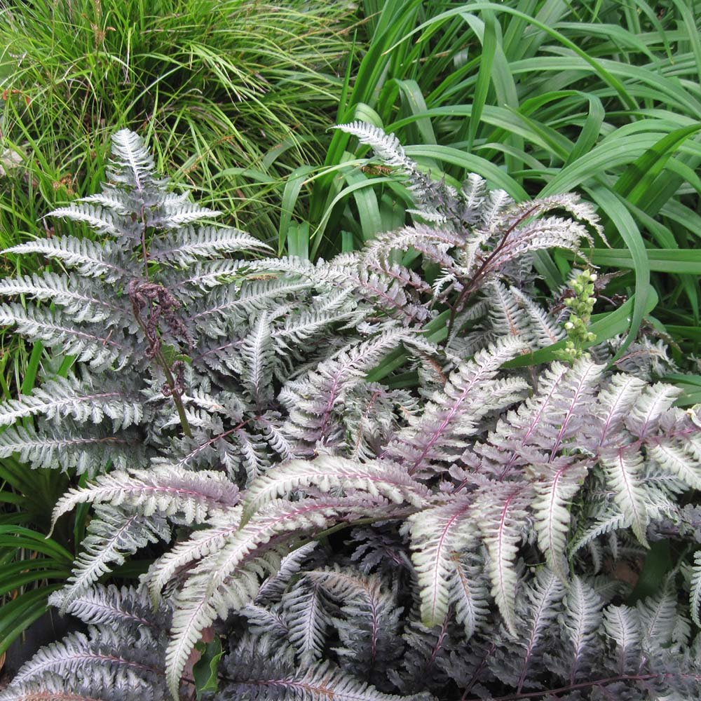 Feriga Japoneza Pictata (Athyrium) Red Beauty