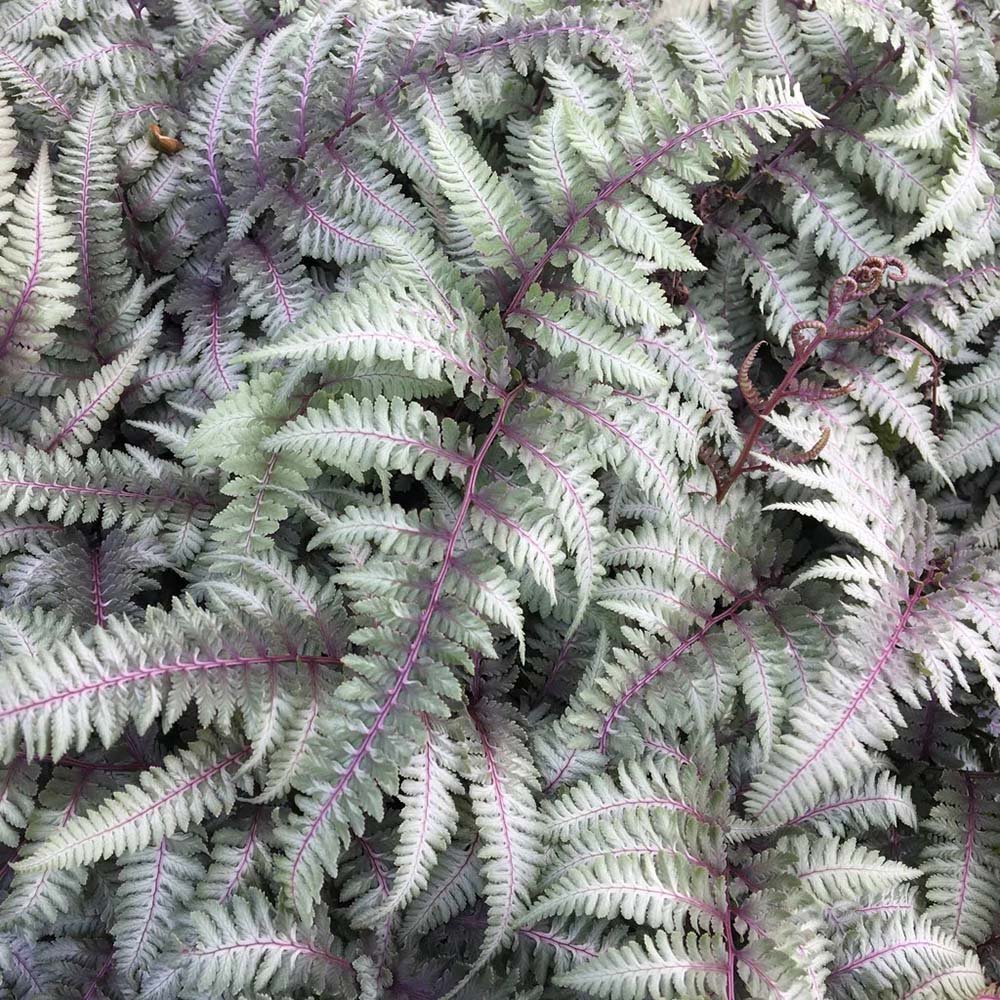 Feriga Japoneza Pictata (Athyrium) Red Beauty