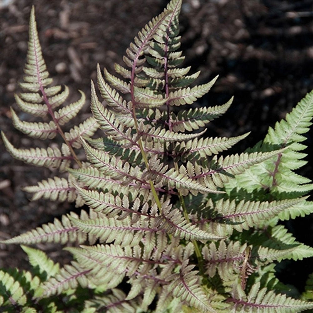 Feriga Japoneza Pictata (Athyrium) Red Beauty