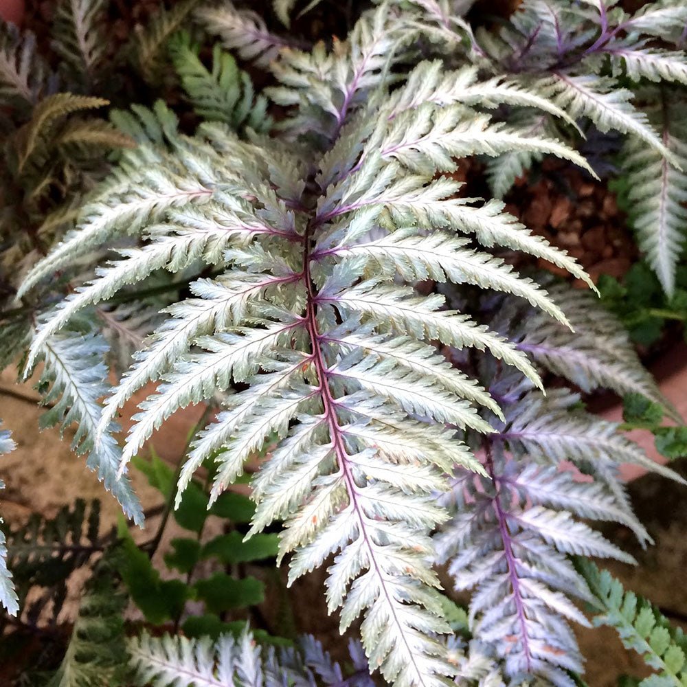 Feriga Japoneza Pictata (Athyrium) Red Beauty
