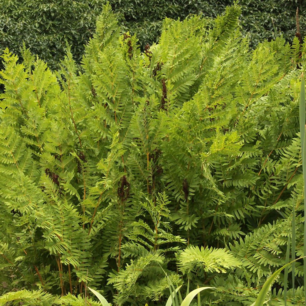 Feriga Regala (Osmunda Regalis)