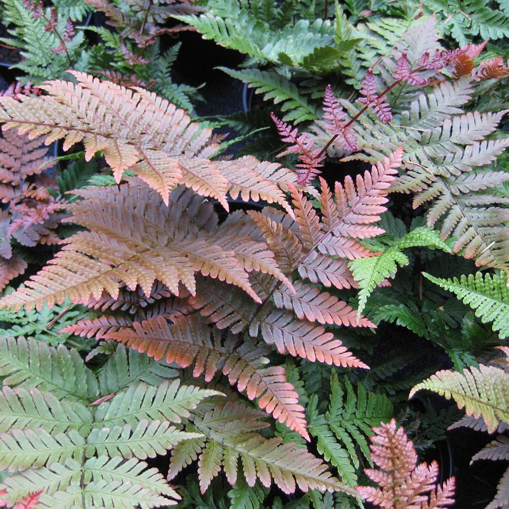 Feriga rosu (Dryopteris Koidzumiana)
