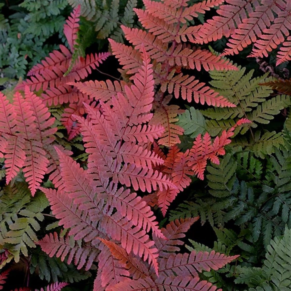 Feriga rosu (Dryopteris Koidzumiana)