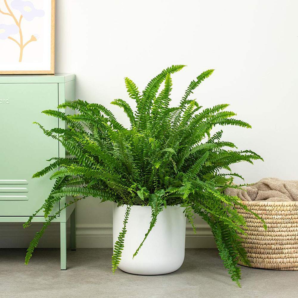 Feriga Sabie de camera Green Lady - 35-40 cm