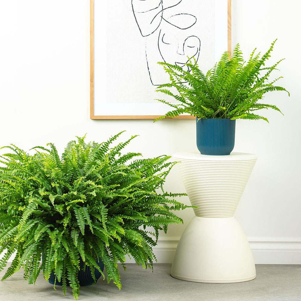 Feriga Sabie de camera Green Lady - 35-40 cm