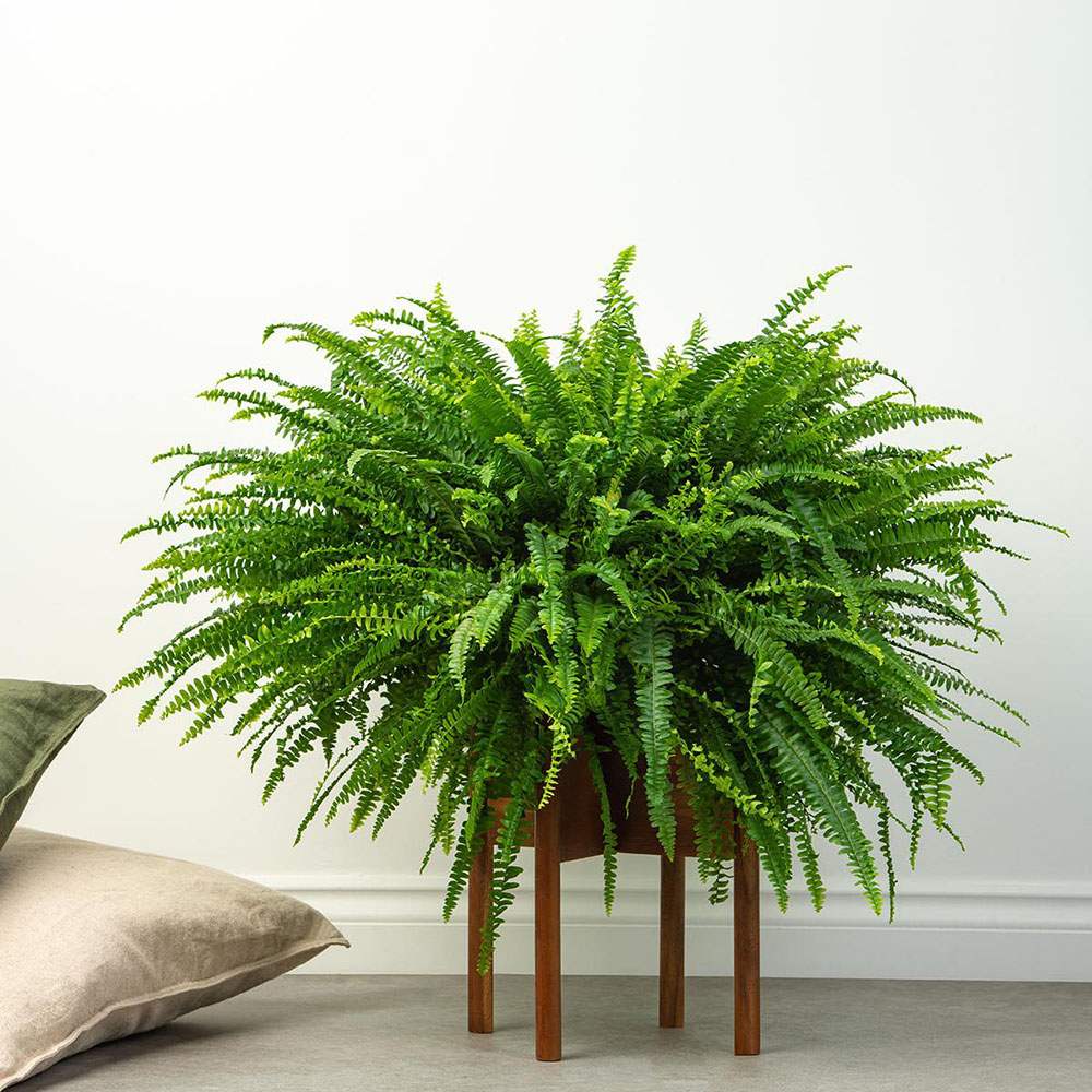 Feriga Sabie de camera Green Lady - 35-40 cm