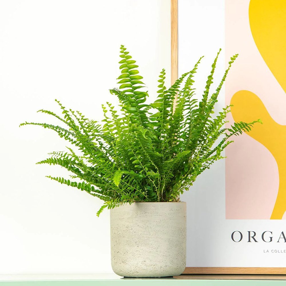 Feriga Sabie de camera Green Lady - 35-40 cm