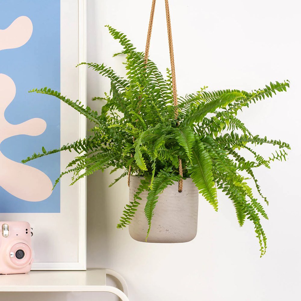 Feriga Sabie de camera Green Lady - 35-40 cm