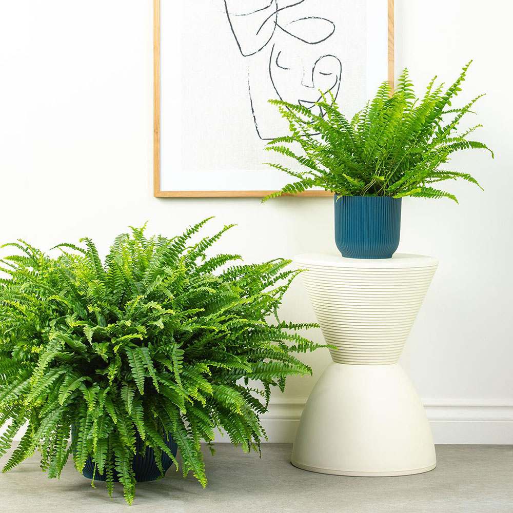 Feriga Sabie de camera Green Lady - 60 cm