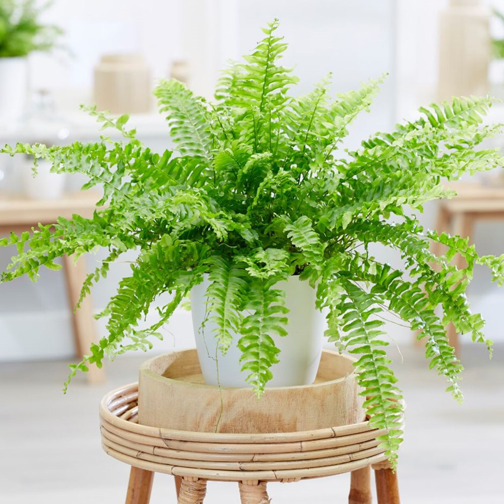 Feriga Sabie de camera Green Lady - 60 cm