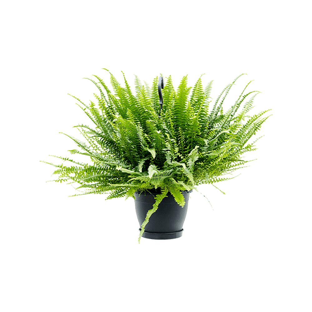 Feriga Sabie de camera Green Lady - 60 cm