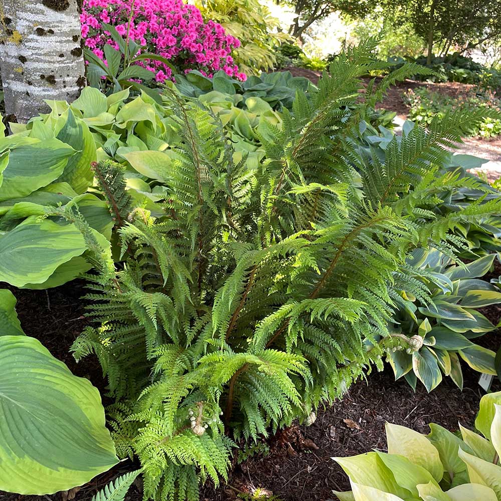 Feriga Setiferum Proliferum