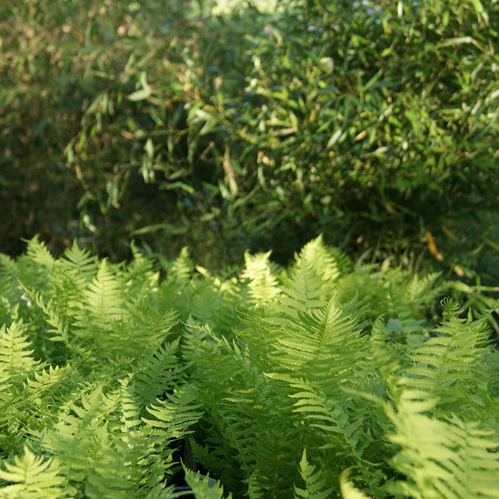 Feriga Setiferum Proliferum