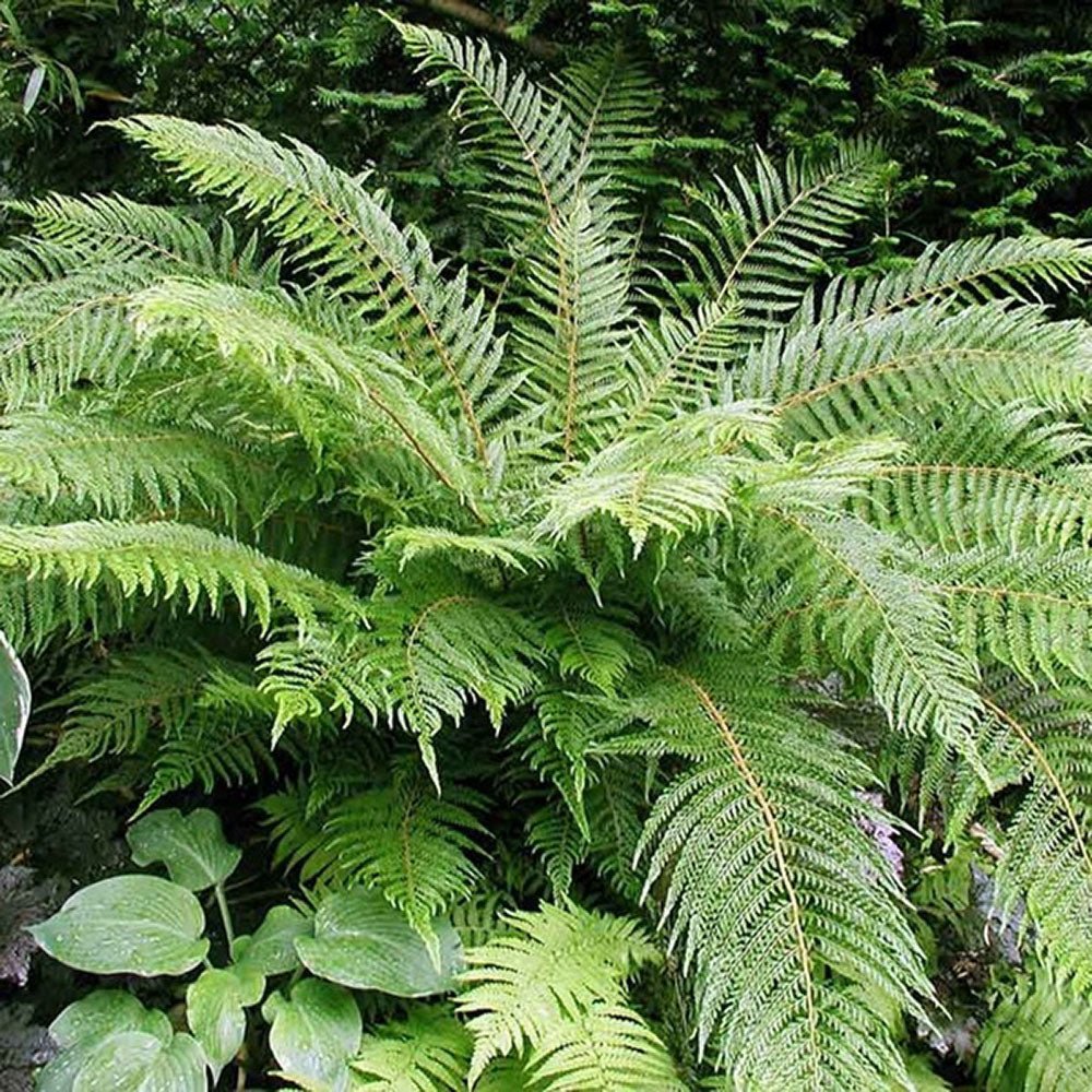 Feriga Setiferum Proliferum