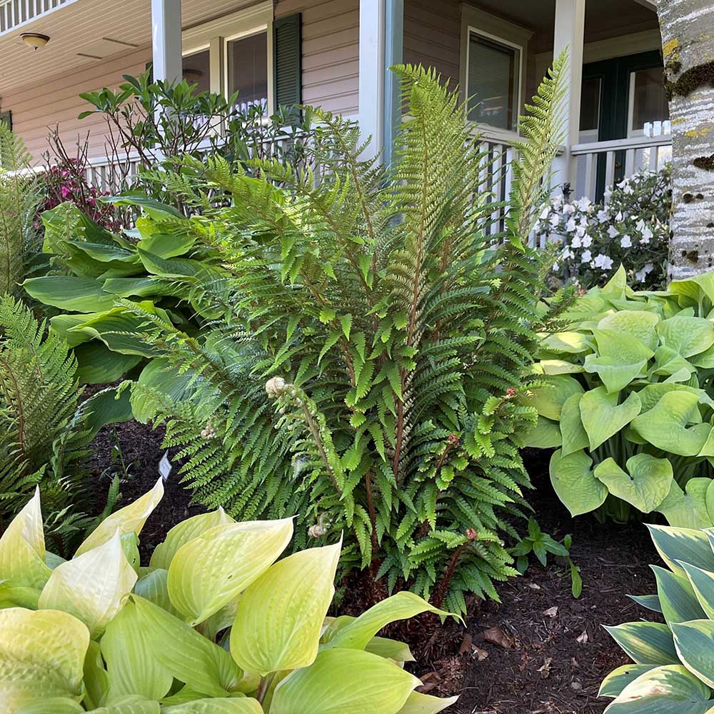 Feriga Setiferum Proliferum