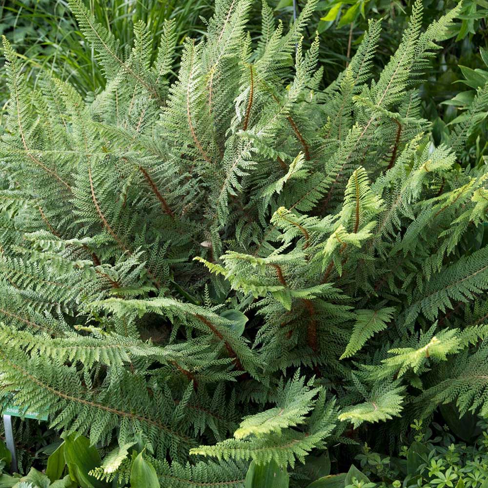 Feriga Setiferum Proliferum