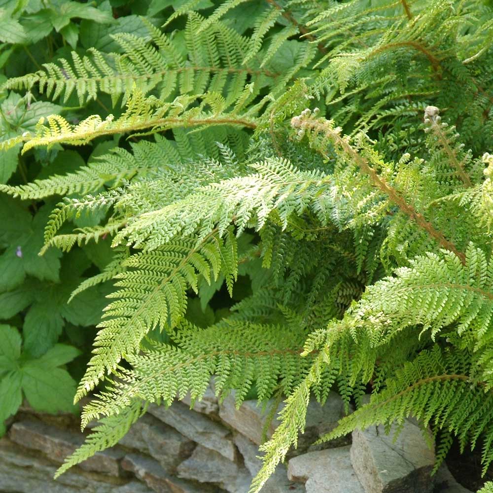 Feriga Setiferum Proliferum