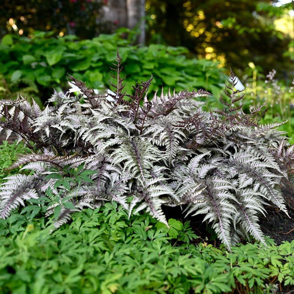 Feriga Japoneza Pictata (Athyrium) Silver Falls