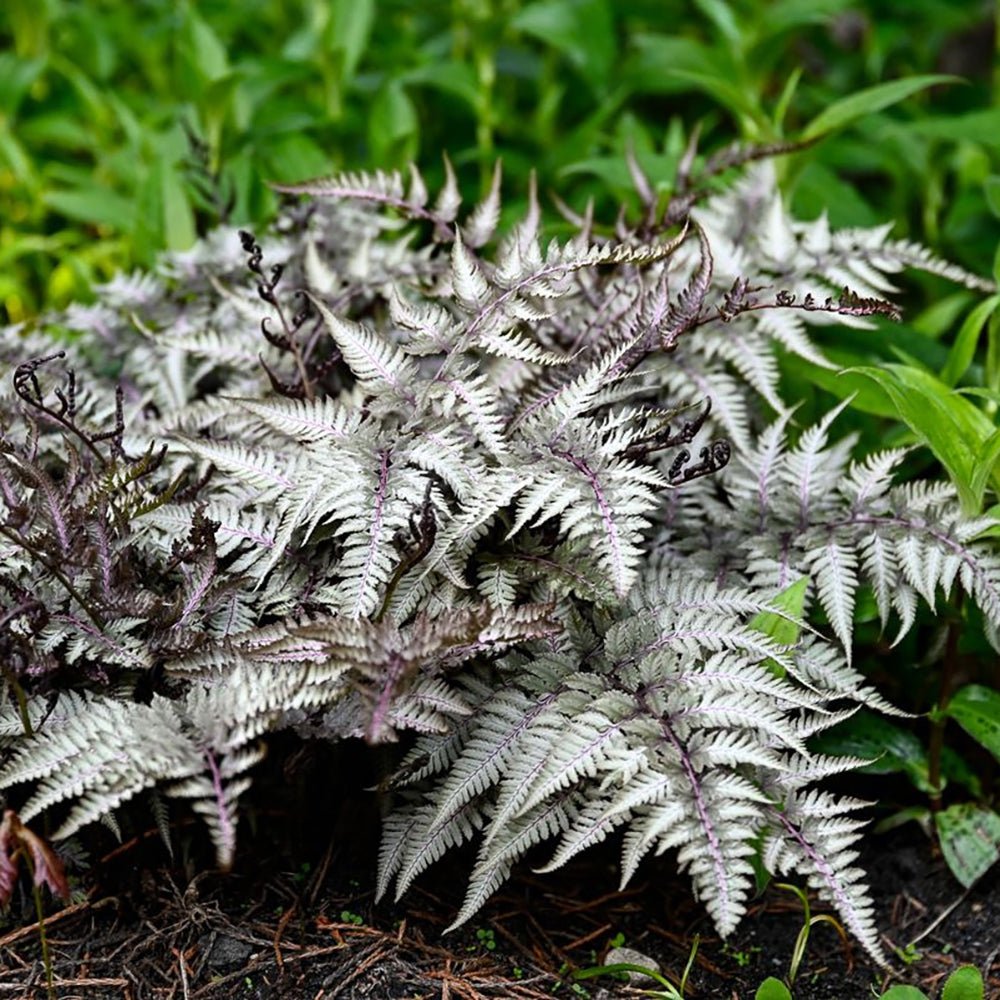 Feriga Japoneza Pictata (Athyrium) Silver Falls