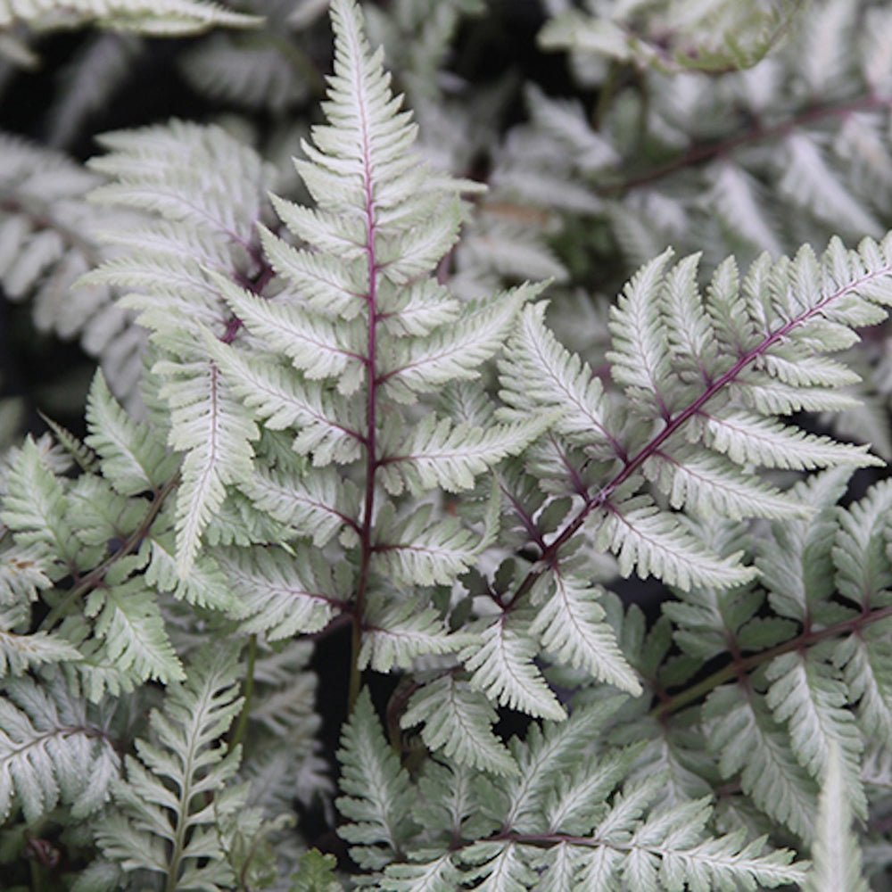 Feriga Japoneza Pictata (Athyrium) Silver Falls