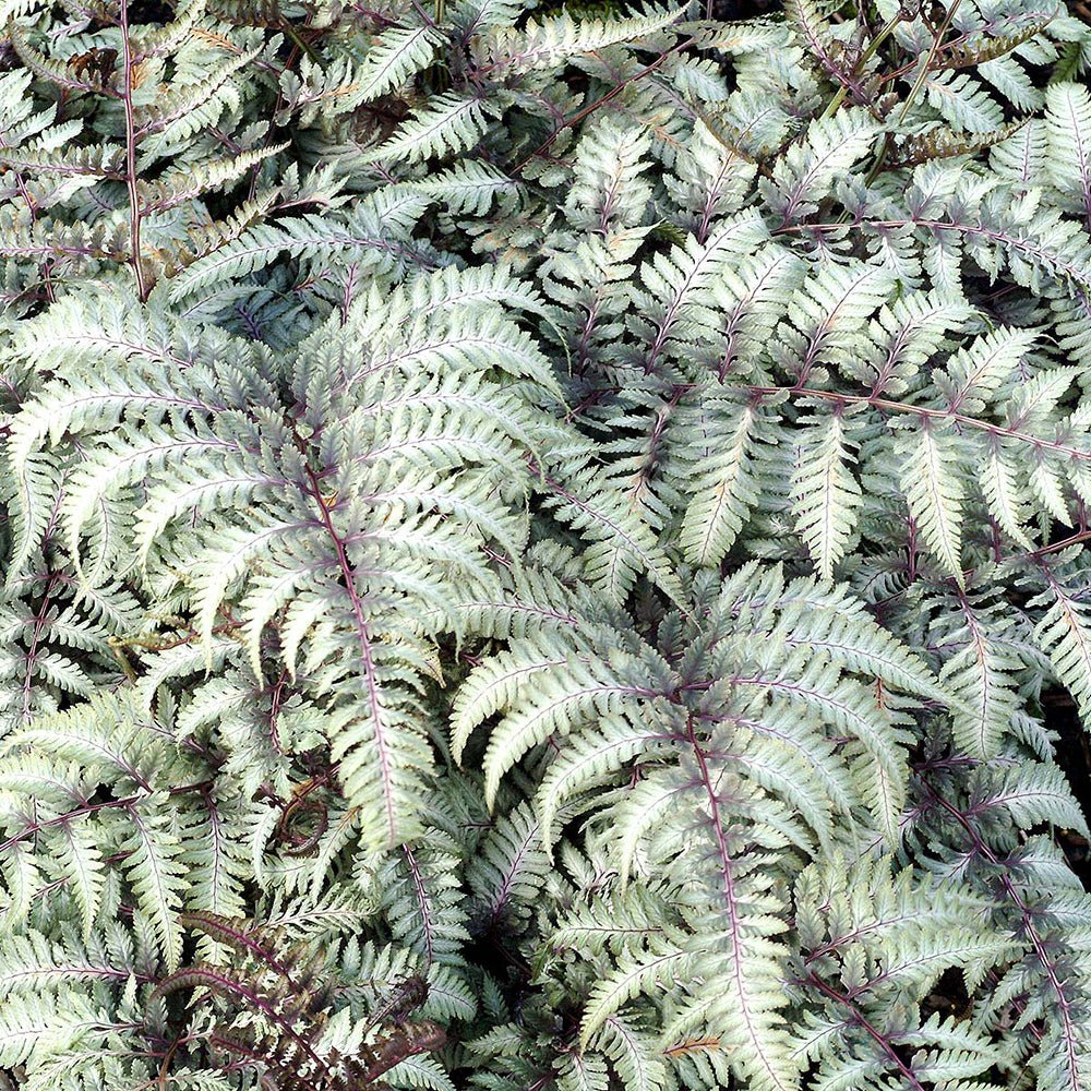 Feriga Japoneza Pictata (Athyrium) Silver Falls