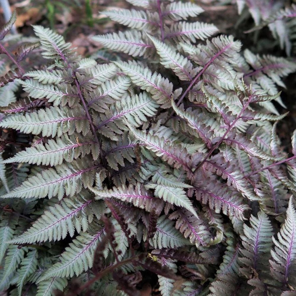 Feriga Japoneza Pictata (Athyrium) Silver Falls