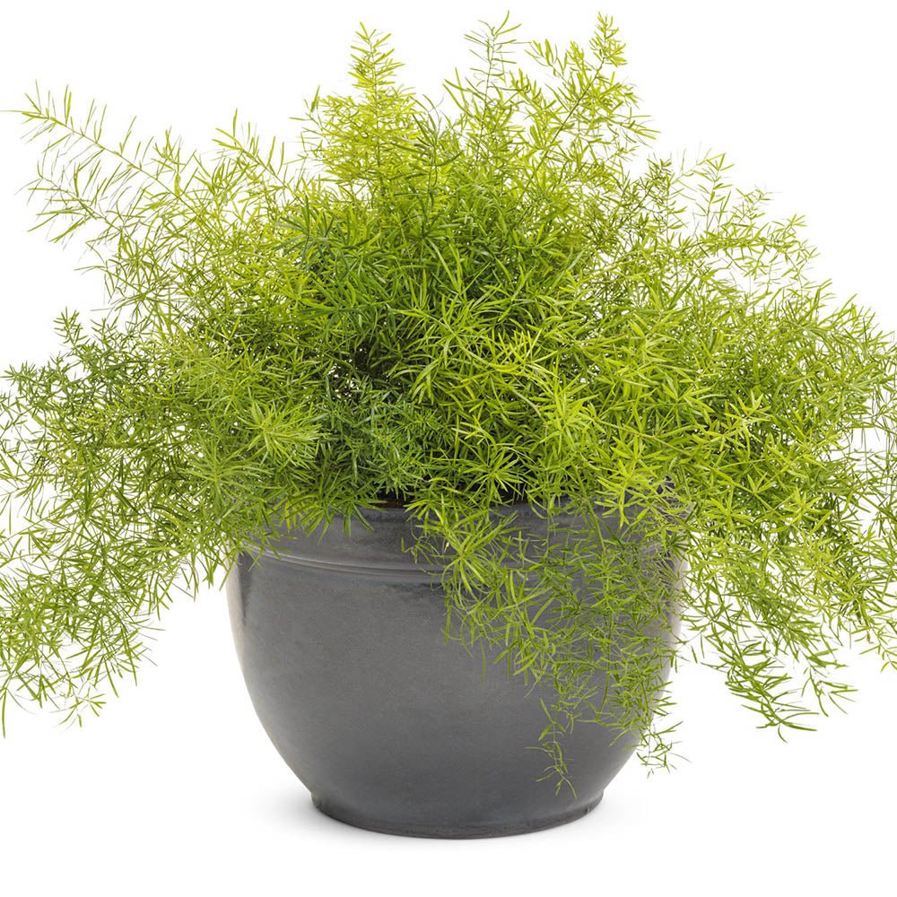 Feriga curgatoare Asparagus Sprengeri