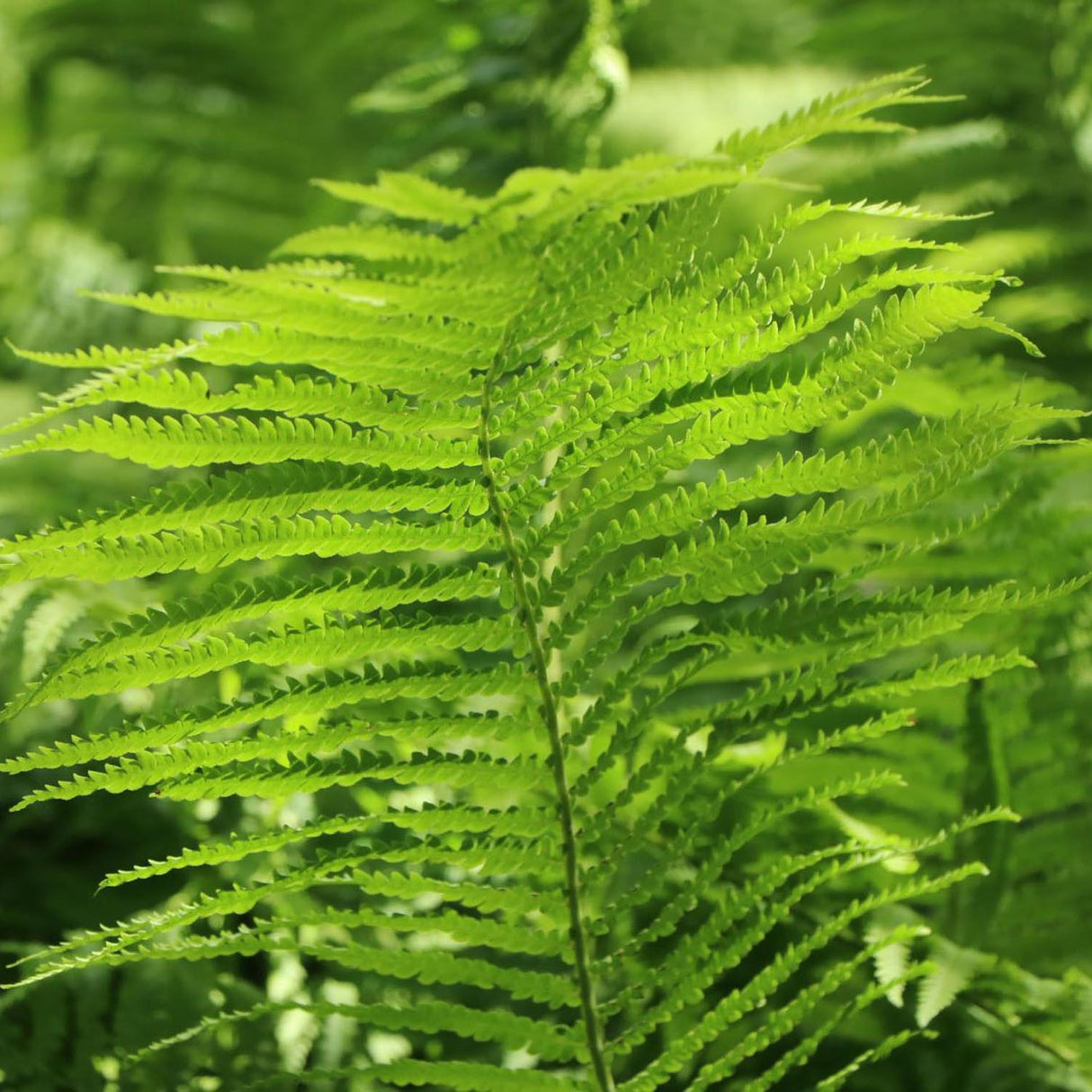 Feriga Pana Strutului