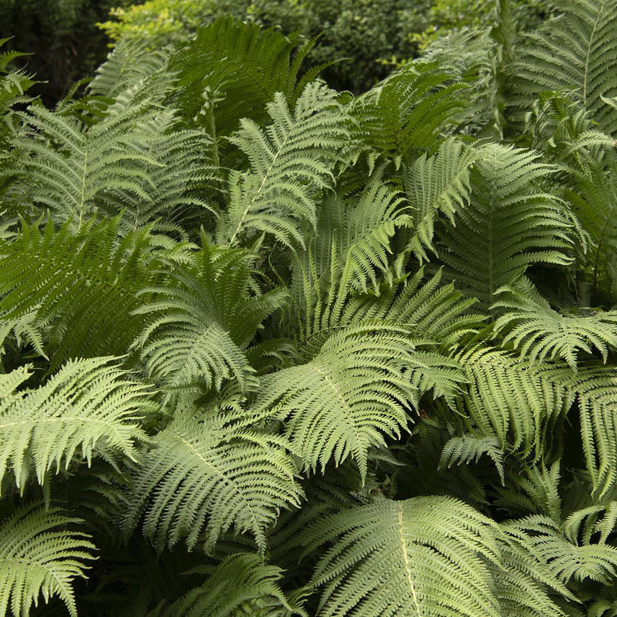 Feriga Pana Strutului