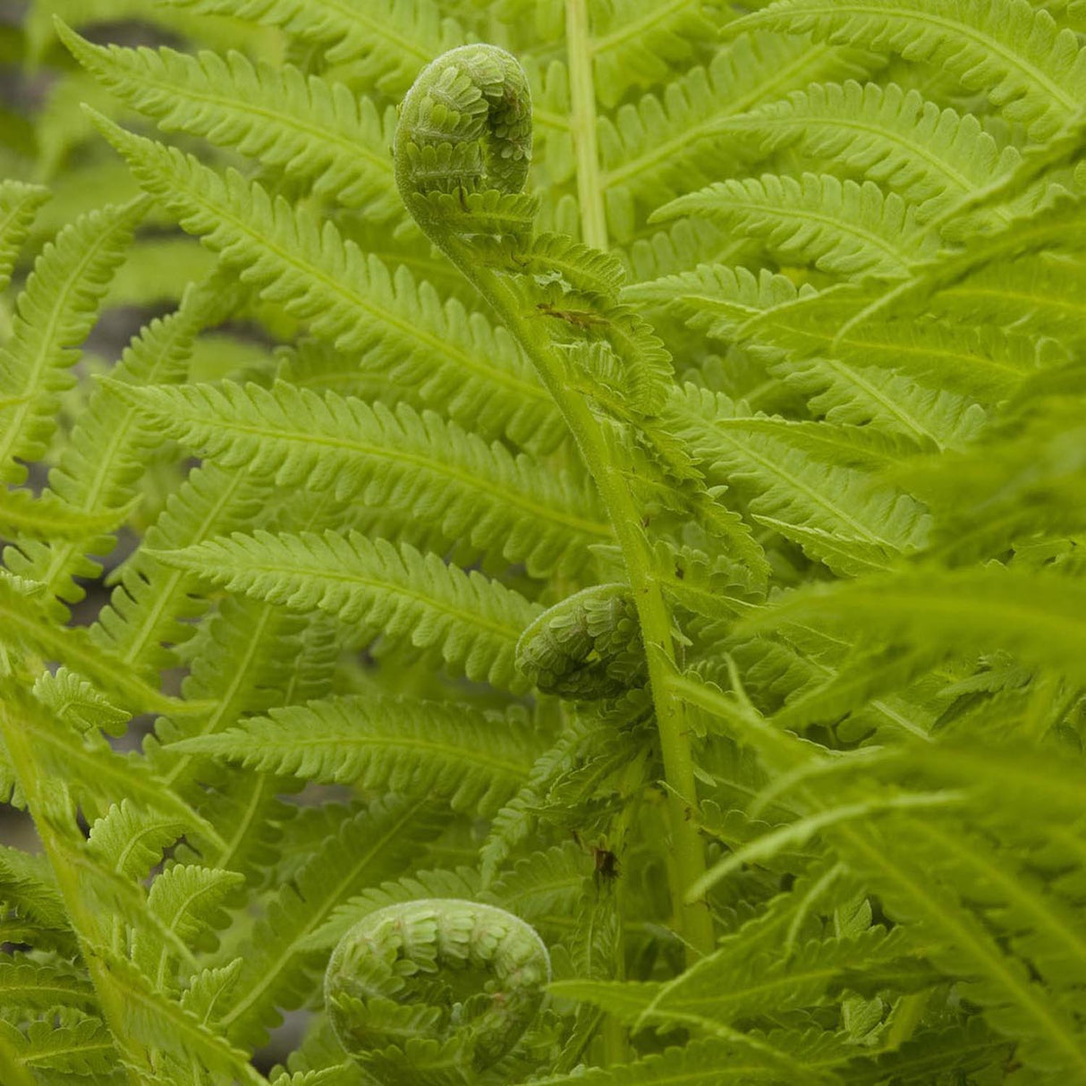 Feriga Pana Strutului