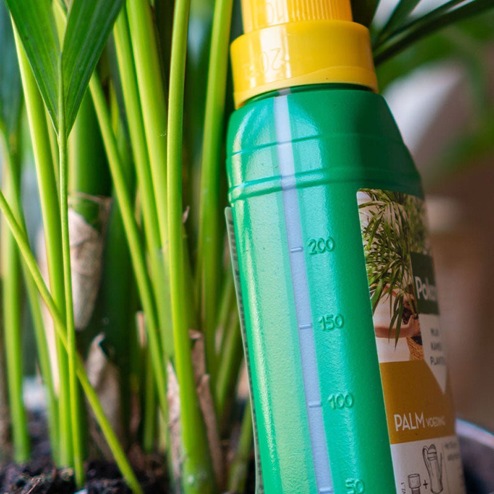 Fertilizator Lichid POKON pentru Palmier 250 ml