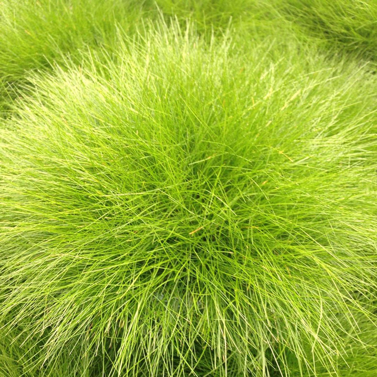 Festuca Gautieri (Paius)