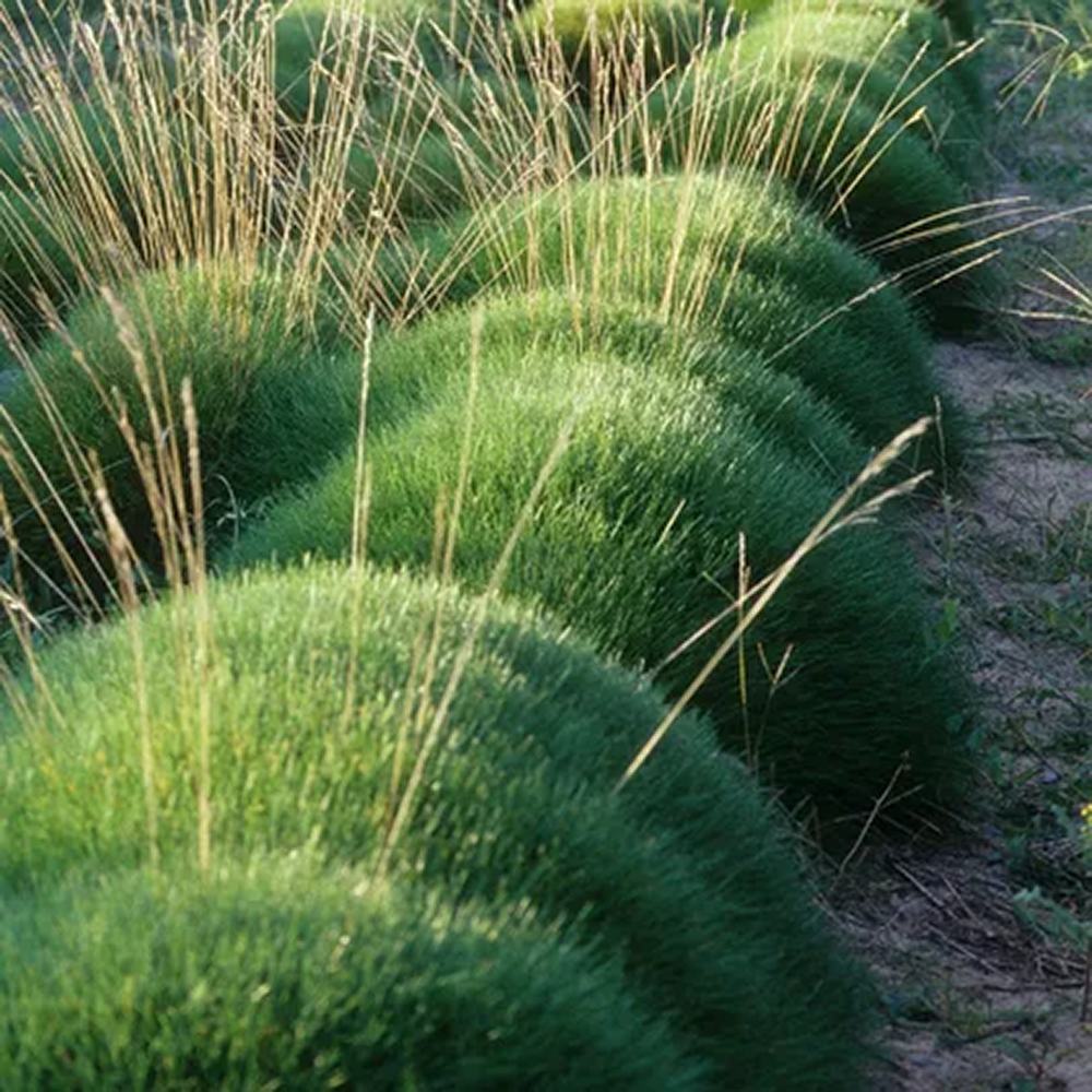 Festuca Gautieri (Paius) Pic Garlit