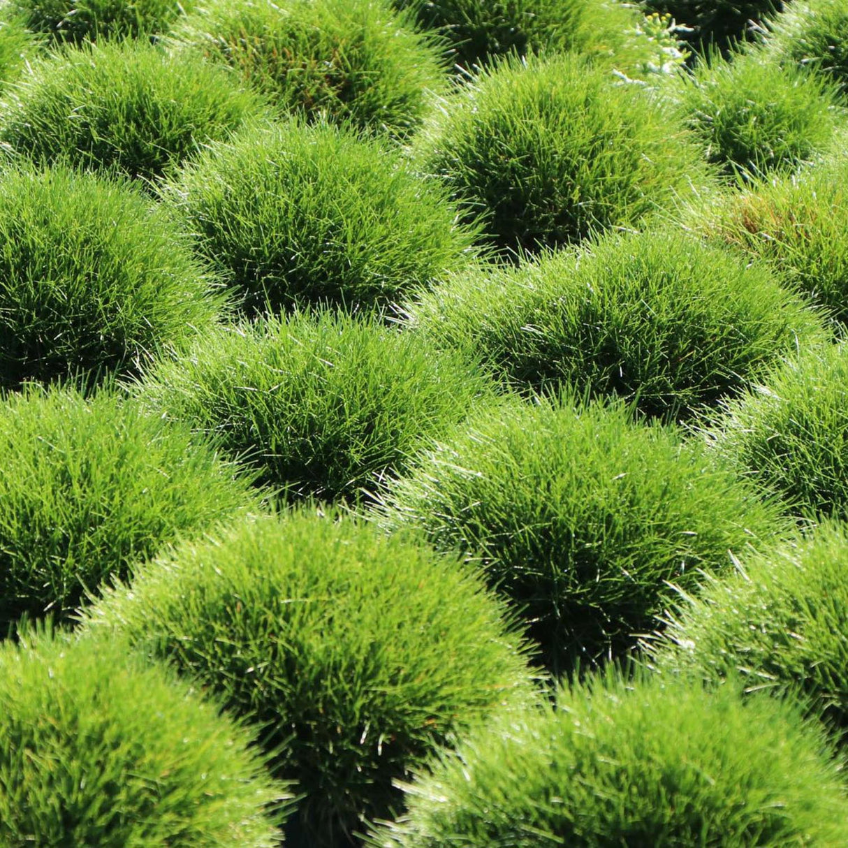 Festuca Gautieri (Paius) Pic Garlit