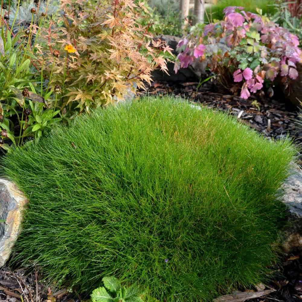 Festuca Gautieri (Paius) Pic Garlit