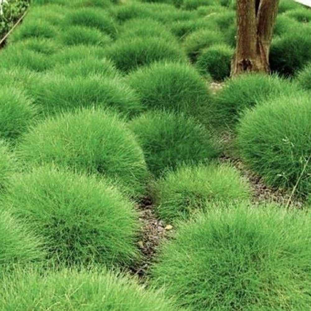 Festuca Gautieri (Paius) Pic Garlit