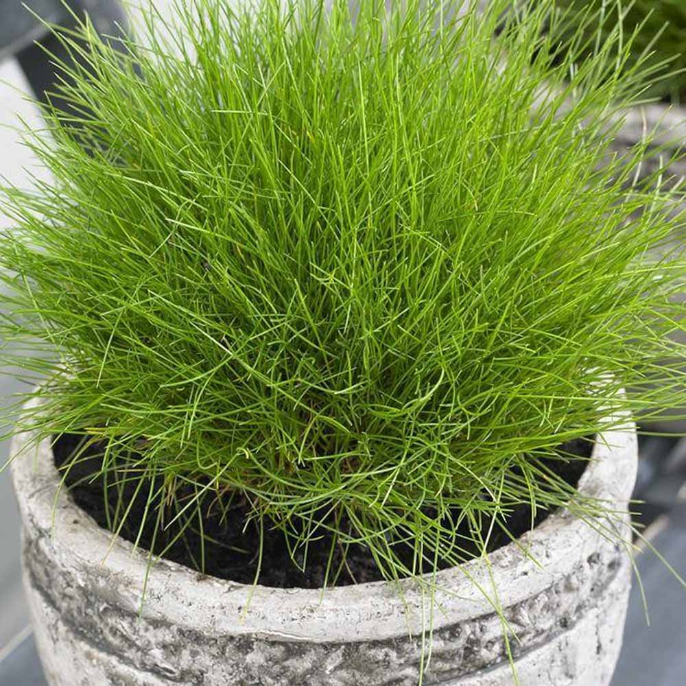 Festuca Gautieri (Paius) Pic Garlit