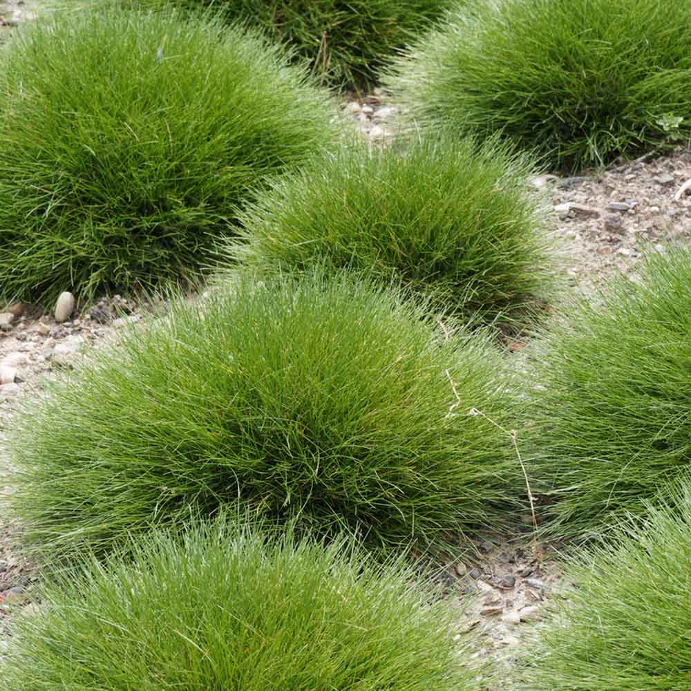 Festuca Gautieri (Paius) Pic Garlit