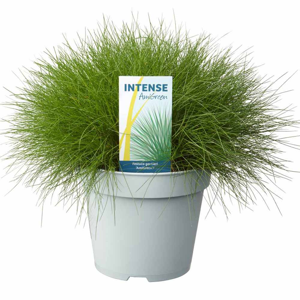 Festuca Gautieri (Paius) Pic Garlit