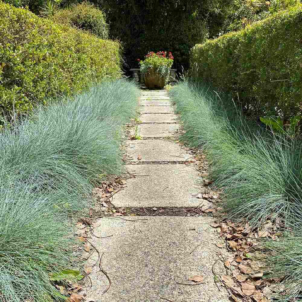 Festuca Glauca (Iarba Albastra) Azura Blue