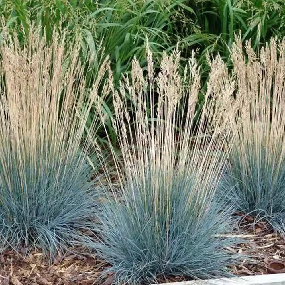Festuca Glauca (Iarba Albastra) Azura Blue