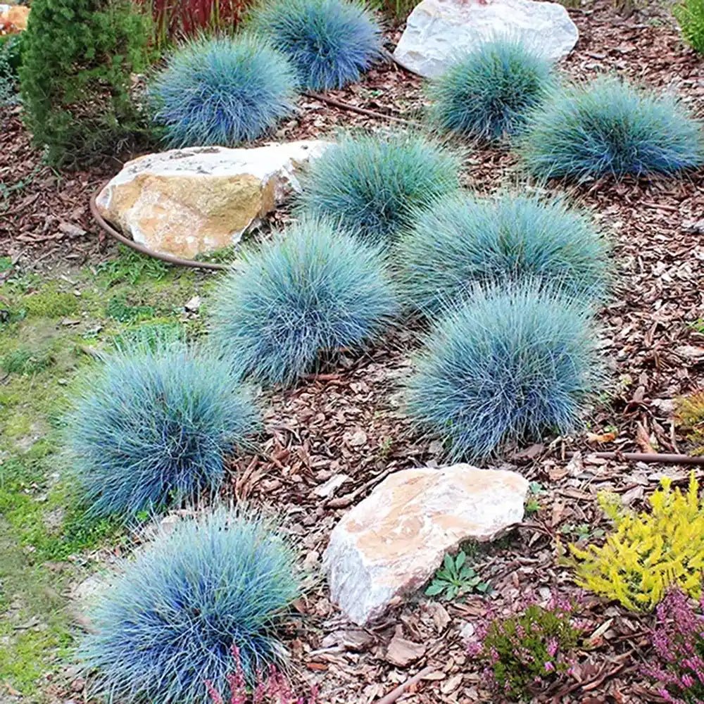 Festuca Glauca (Iarba Albastra) Azura Blue