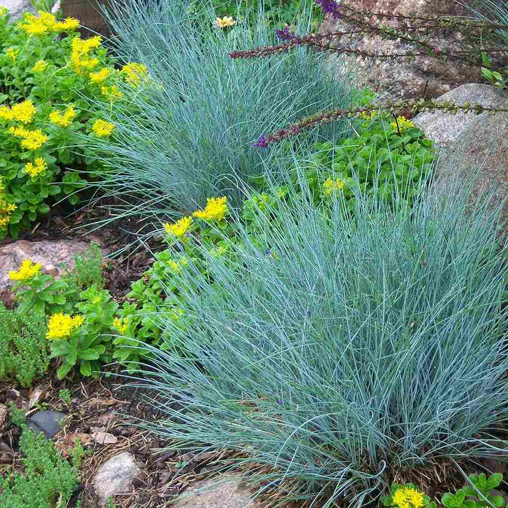 Festuca Glauca (Iarba Albastra) Azura Blue