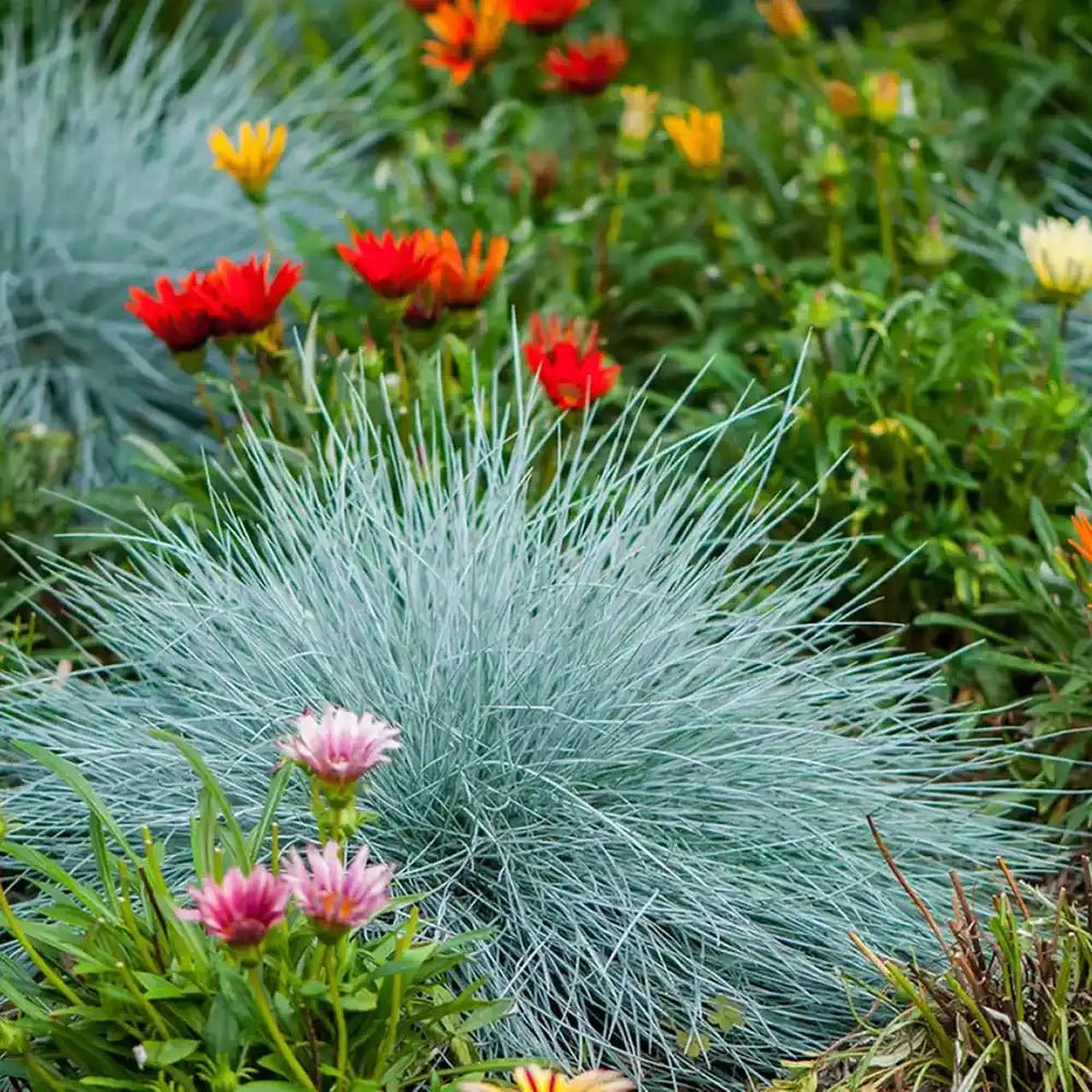Festuca Glauca (Iarba Albastra) Azura Blue