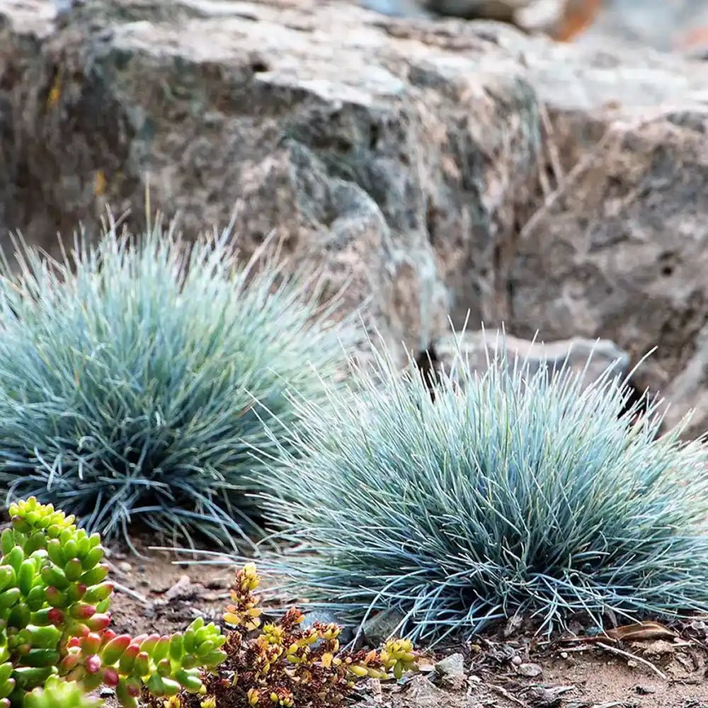 Festuca Glauca (Iarba Albastra) Azura Blue