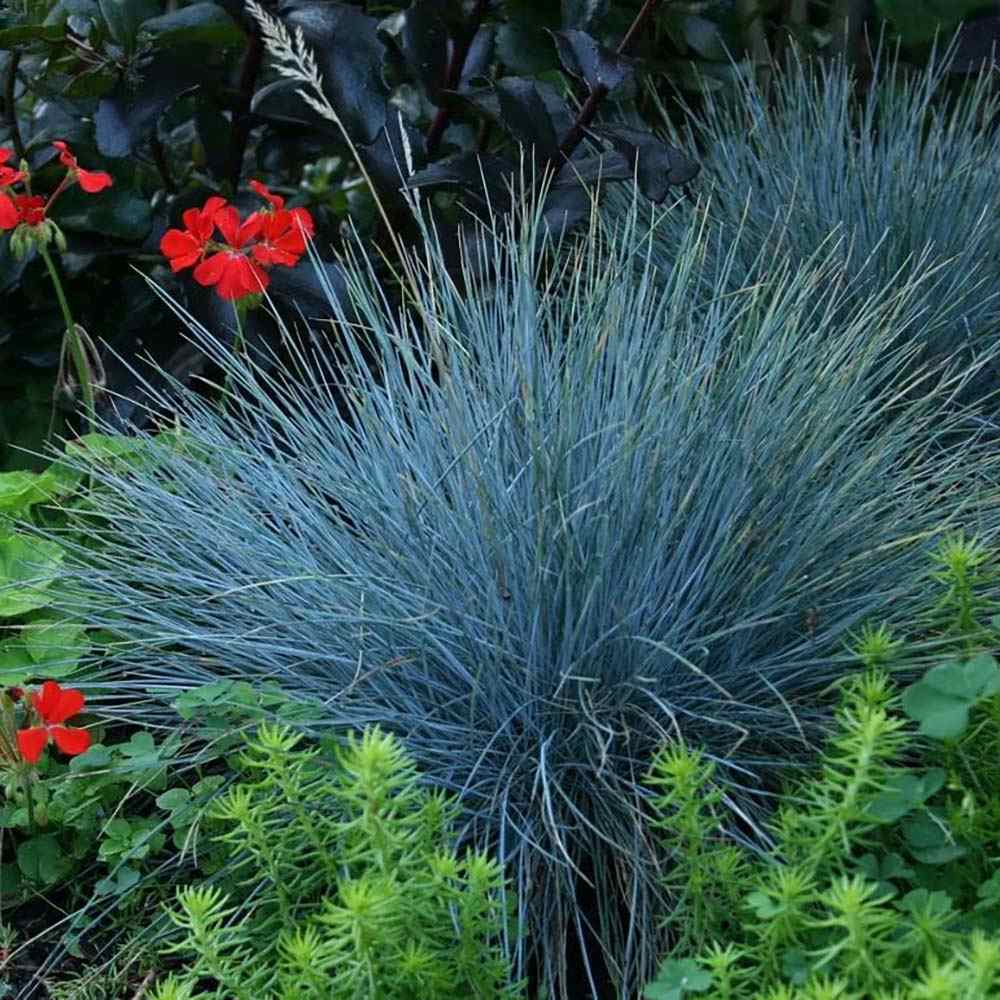 Festuca Glauca (Iarba Albastra) Azura Blue