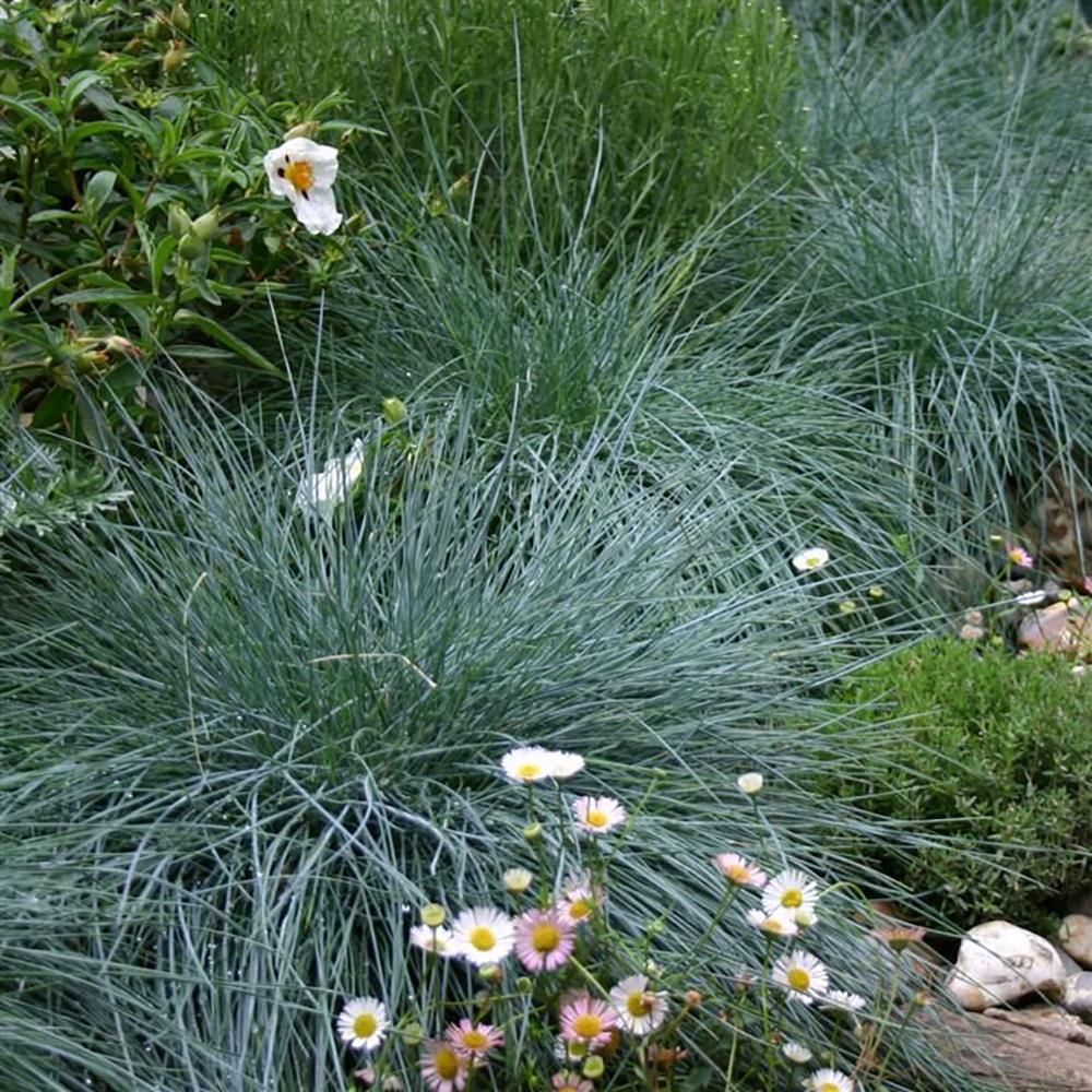 Festuca Glauca (Iarba Albastra) Compacta Blue