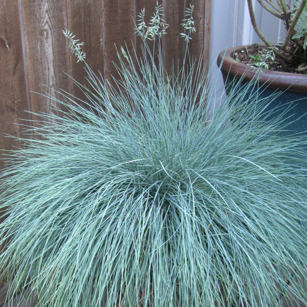 Festuca Glauca (Iarba Albastra) Compacta Blue