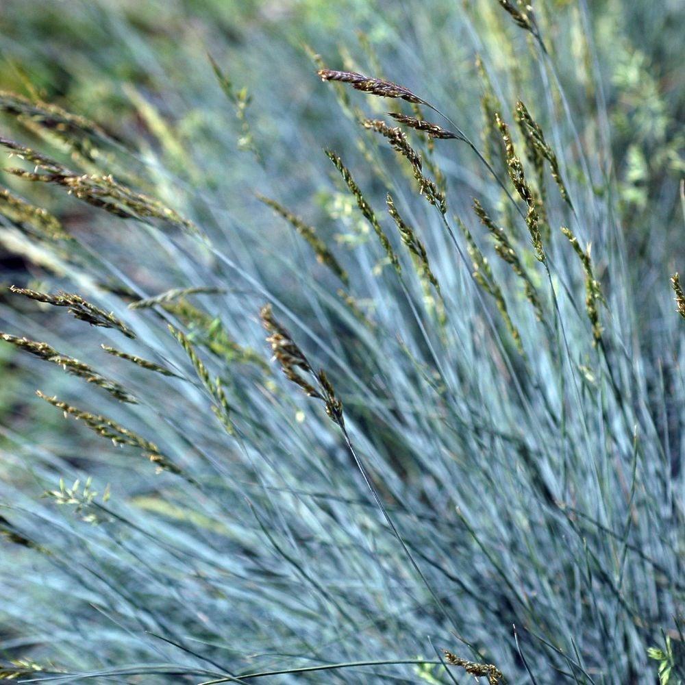 Festuca Glauca (Iarba Albastra) Compacta Blue